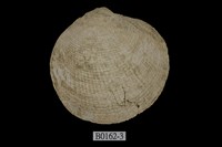 藏品(布紋滿月蛤)的圖片